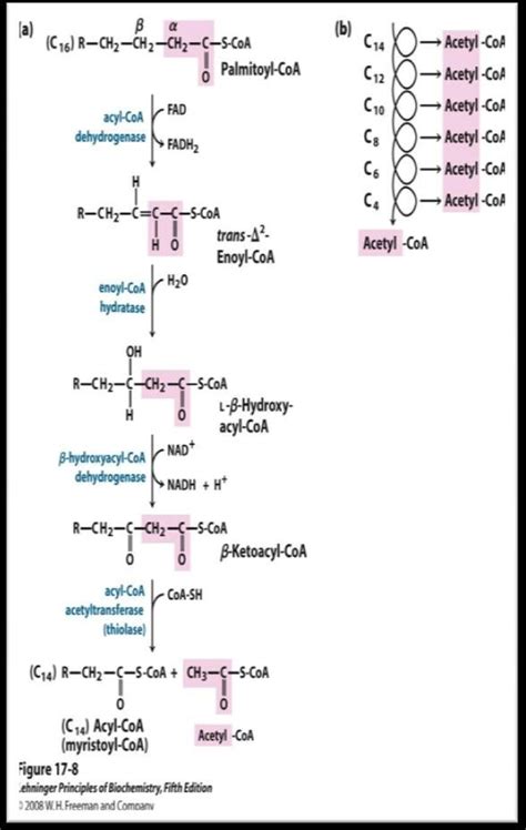 beta-oxidation|9.4: Oxidation of Fatty Acids .